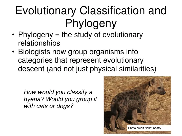 evolutionary classification and phylogeny