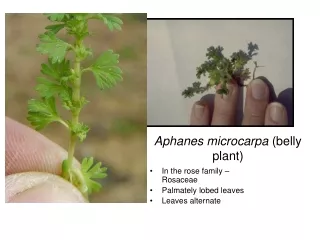 Aphanes microcarpa  (belly plant)