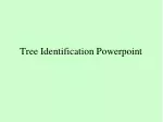 Tree Identification Powerpoint - slide 1