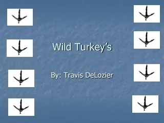 Wild Turkey’s