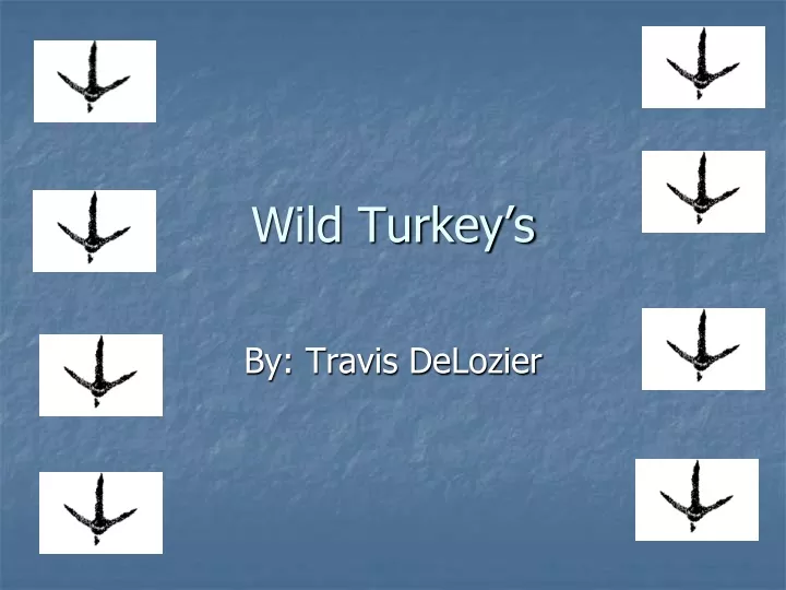 wild turkey s