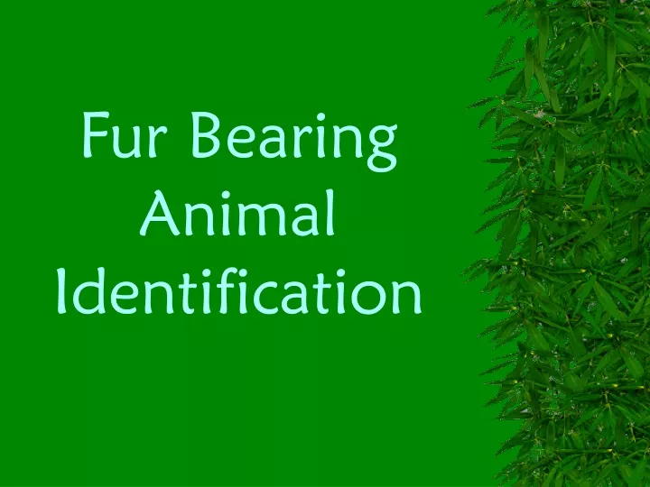 fur bearing animal identification