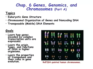 Chap. 6 Genes, Genomics, and Chromosomes  (Part A)