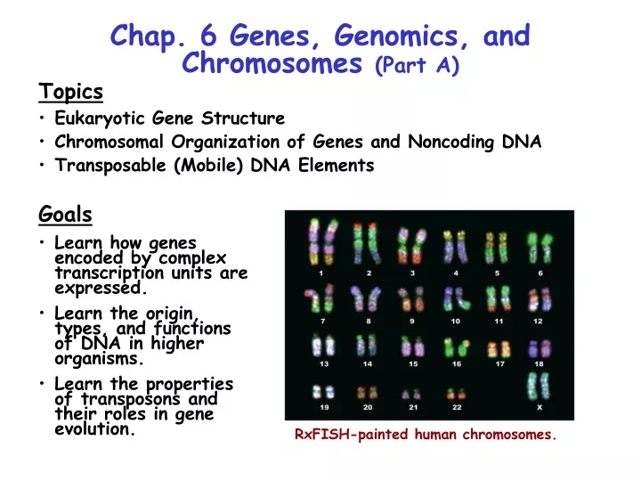 chap 6 genes genomics and chromosomes part a