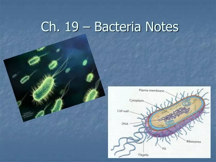 ch 19 bacteria notes