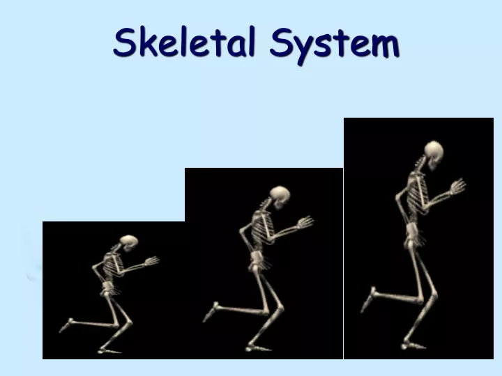 skeletal system