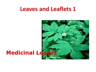Leaves and Leaflets 1