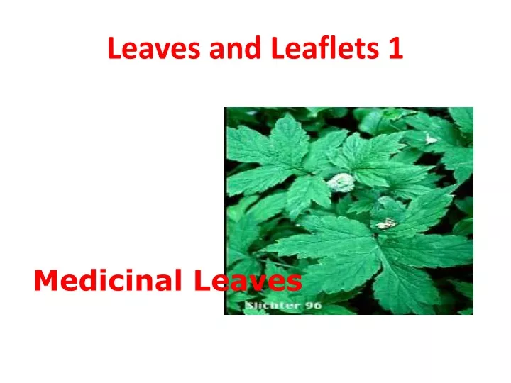 leaves and leaflets 1