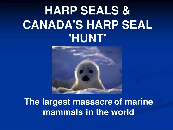 harp seals canada s harp seal hunt