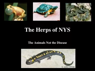 The Herps of NYS