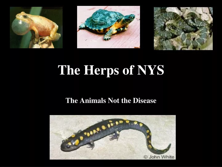 the herps of nys