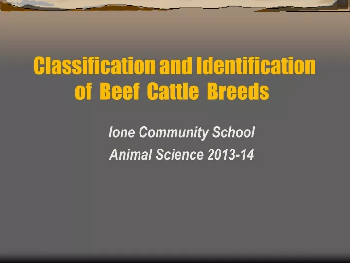 classification and identification of beef cattle