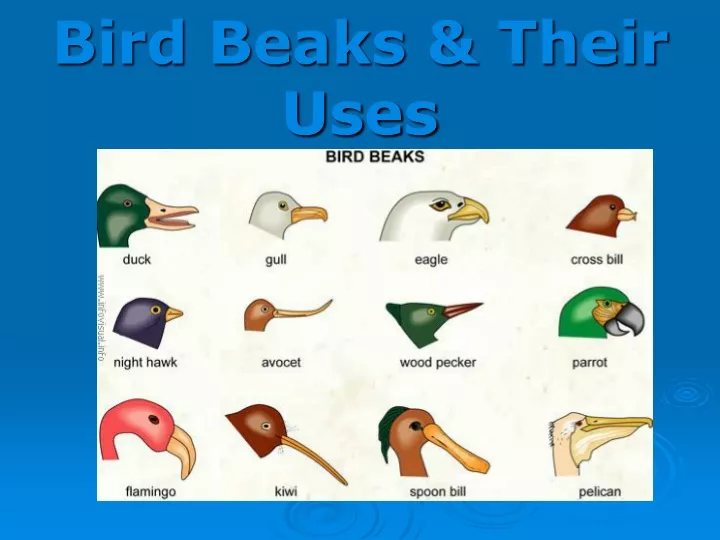 bird beaks their uses