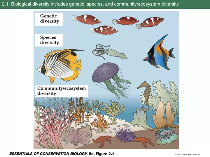 2 1 biological diversity includes genetic species and community ecosystem diversity