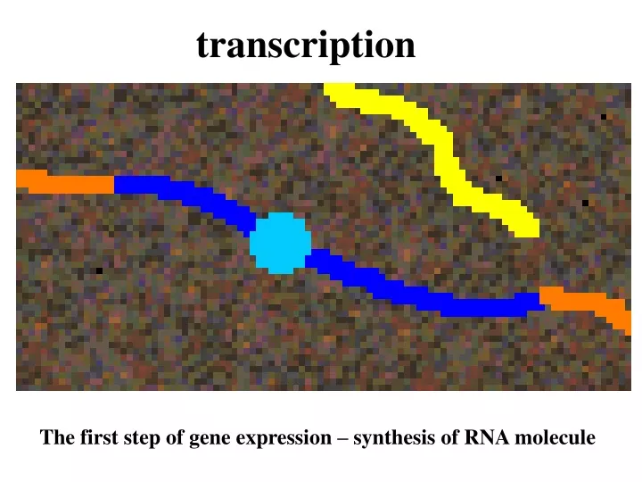 transcription