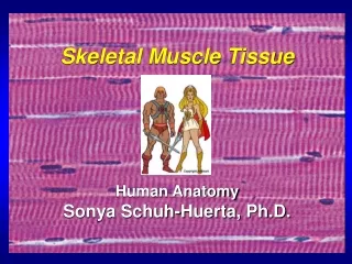 Skeletal Muscle Tissue Human Anatomy Sonya Schuh-Huerta, Ph.D.