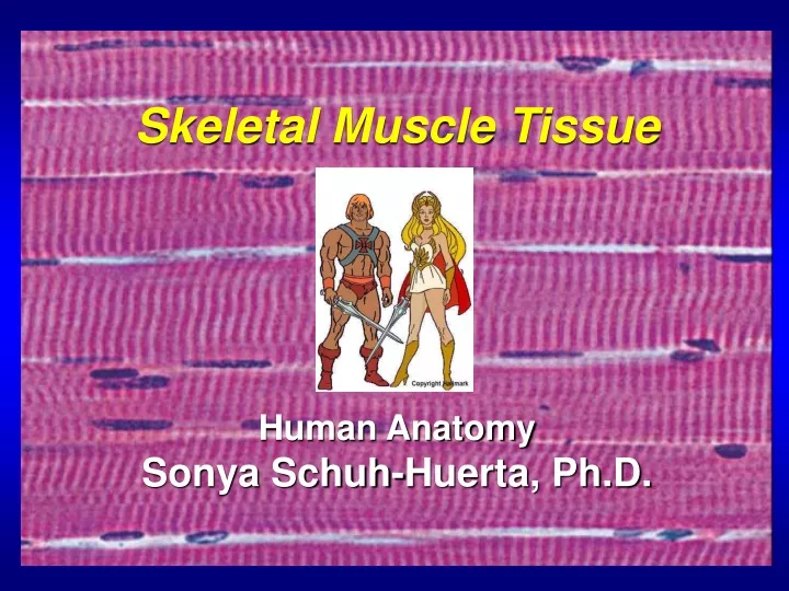 skeletal muscle tissue human anatomy sonya schuh