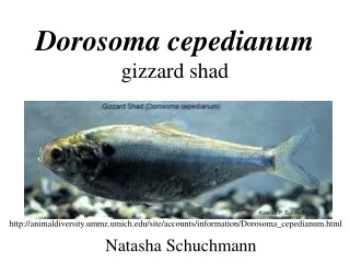 Dorosoma cepedianum gizzard shad