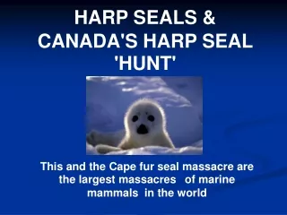 HARP SEALS &amp;  CANADA'S HARP SEAL 'HUNT'