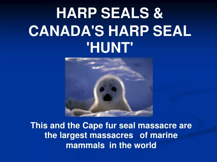 harp seals canada s harp seal hunt