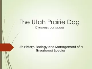 The Utah Prairie Dog Cynomys parvidens