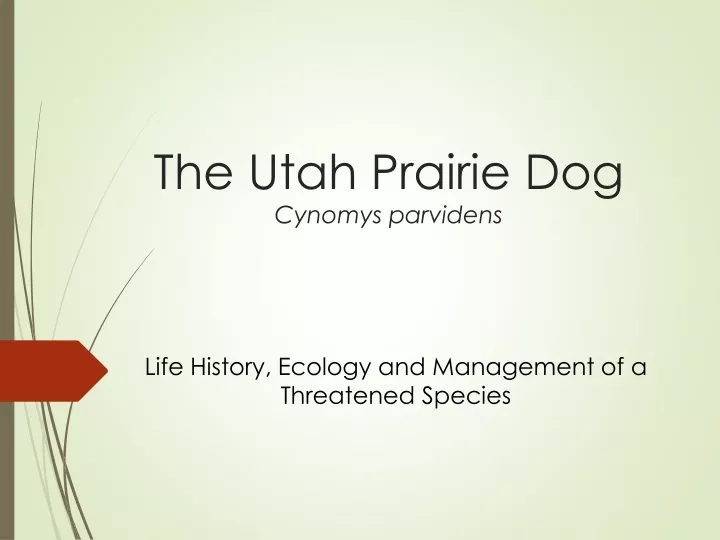 the utah prairie dog cynomys parvidens