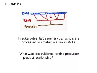 In eukaryotes, large primary transcripts are processed to smaller, mature mRNAs.