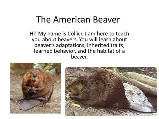 The American Beaver
