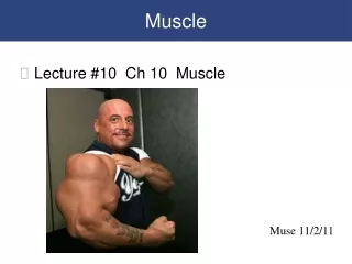 Muscle