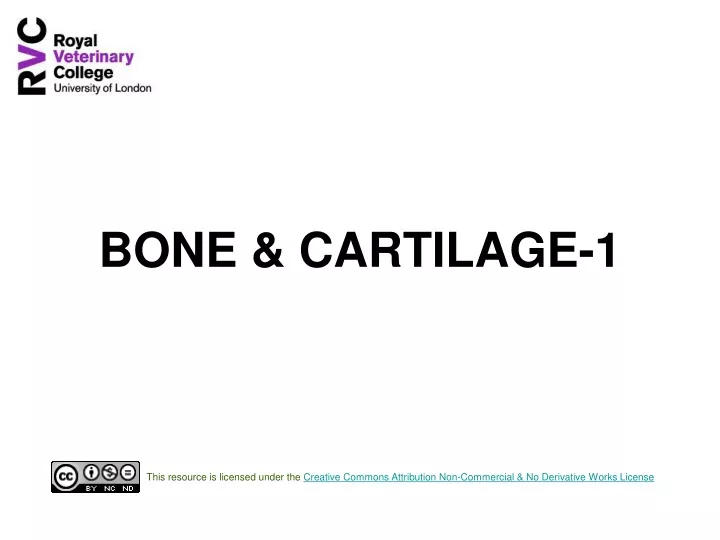 bone cartilage 1