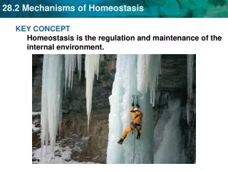 KEY CONCEPT  Homeostasis is the regulation and maintenance of the internal environment.