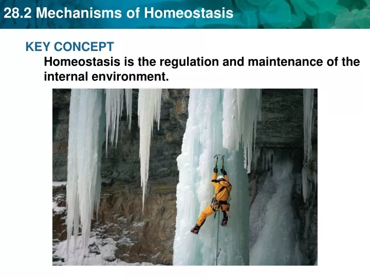 key concept homeostasis is the regulation