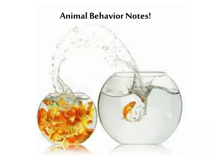 animal behavior notes