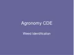 Weed Identification Quiz for Agronomy Students - slide 1