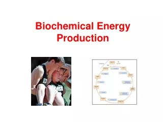 Biochemical Energy Production
