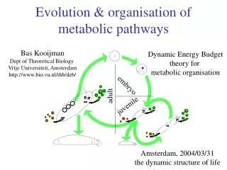 Evolution &amp; organisation of metabolic pathways