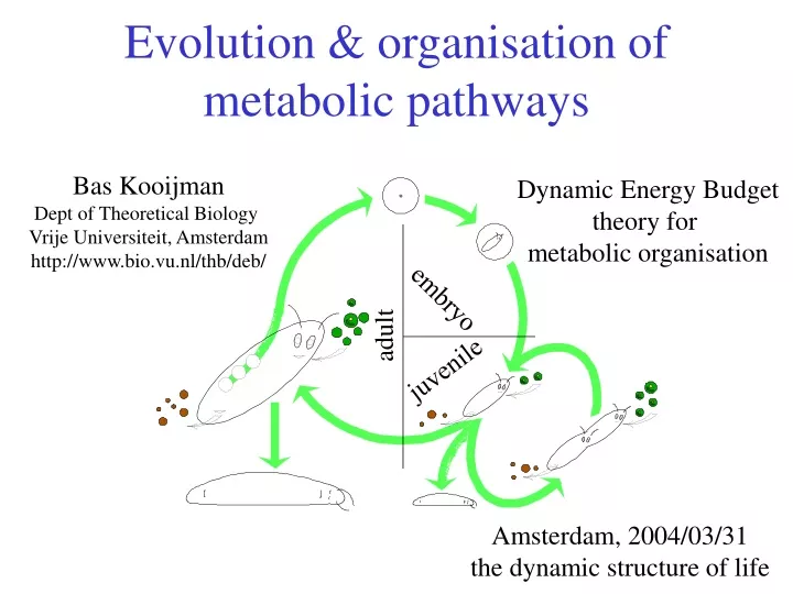 evolution organisation of metabolic pathways