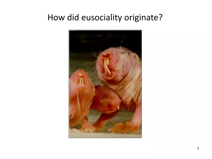 how did eusociality originate