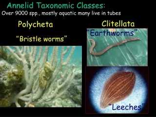 Annelid Taxonomic Classes:        Polycheta