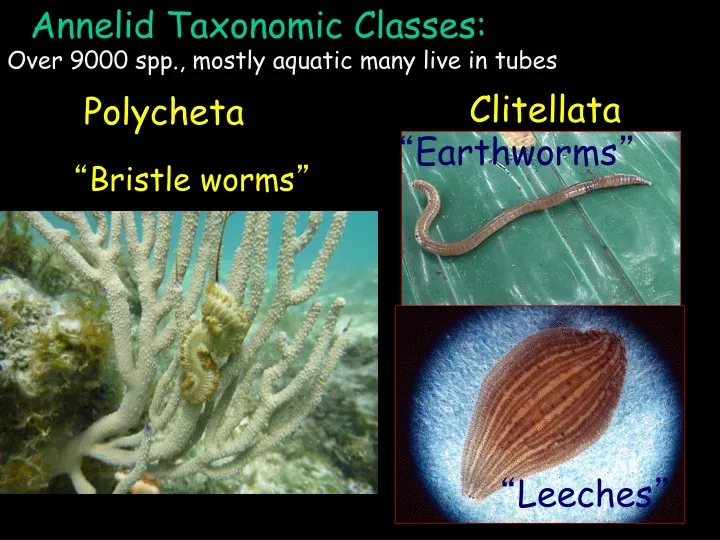 annelid taxonomic classes polycheta