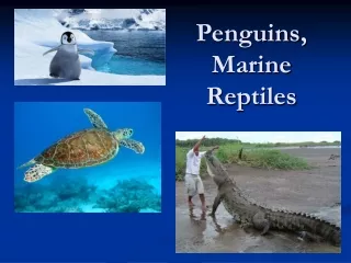 Penguins, Marine Reptiles