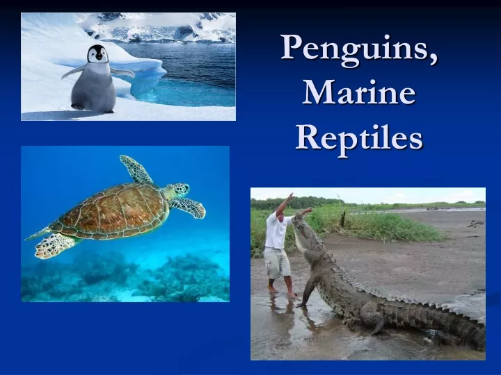 penguins marine reptiles