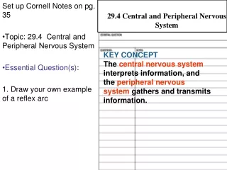 Set up Cornell Notes on pg. 35 Topic: 29.4  Central and Peripheral Nervous System
