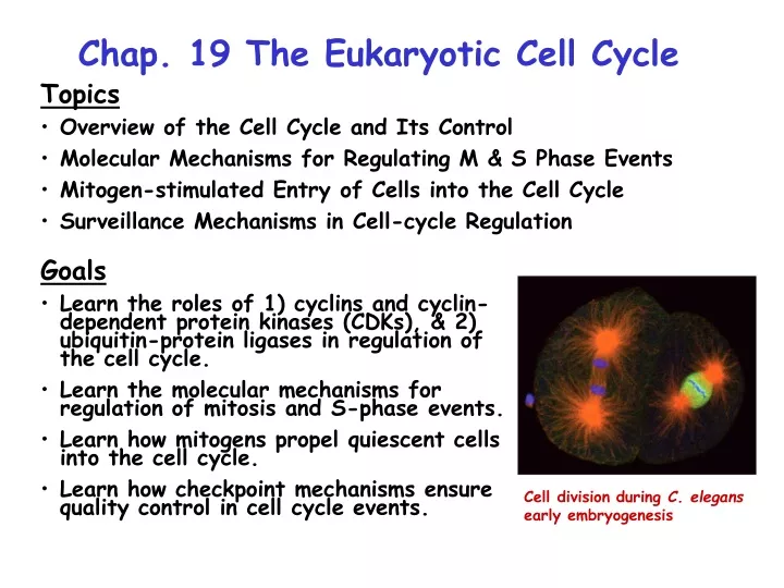 chap 19 the eukaryotic cell cycle