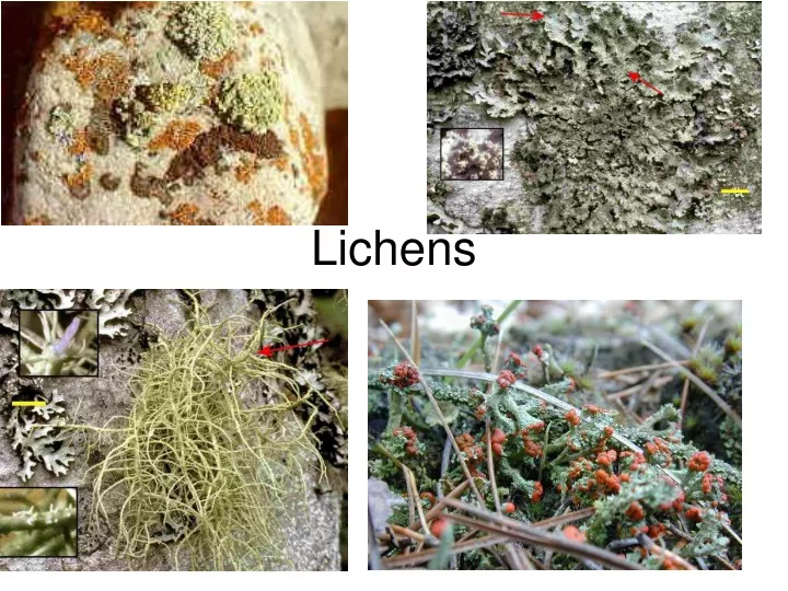 lichens