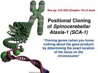 Positional Cloning of  Spinocerebellar Ataxia-1 (SCA-1)