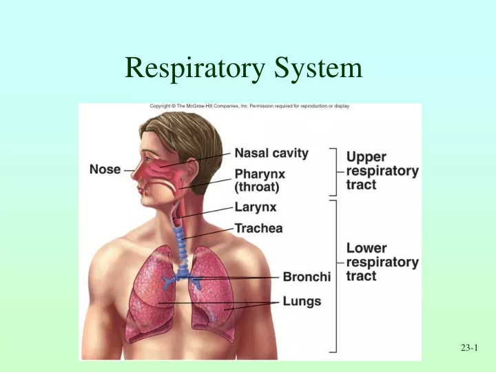 respiratory system