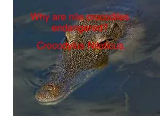 Why are nile crocodiles endangered?