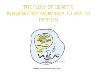 THE FLOW OF GENETIC INFORMATION FROM DNA TO RNA TO PROTEIN