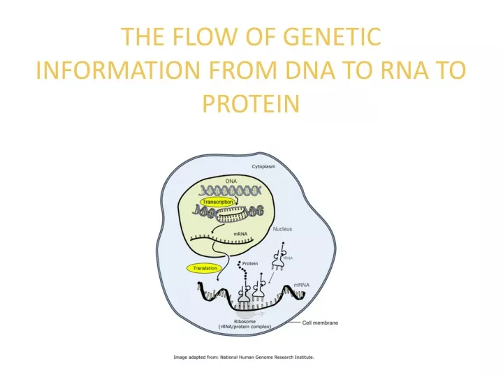 the flow of genetic information from